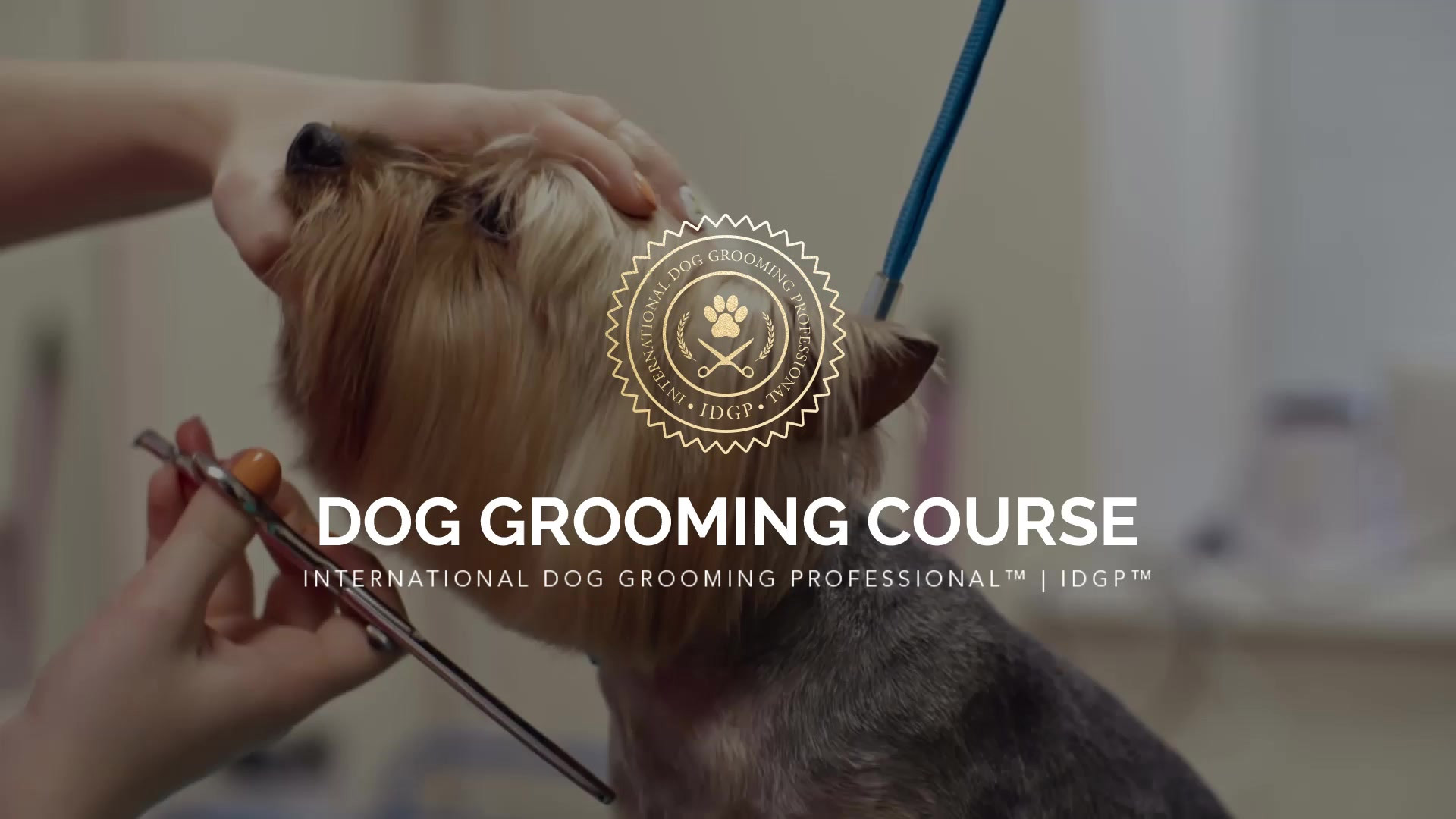 How to find CPD Dog Grooming Courses